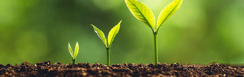 Sustainability or self-sustainability?